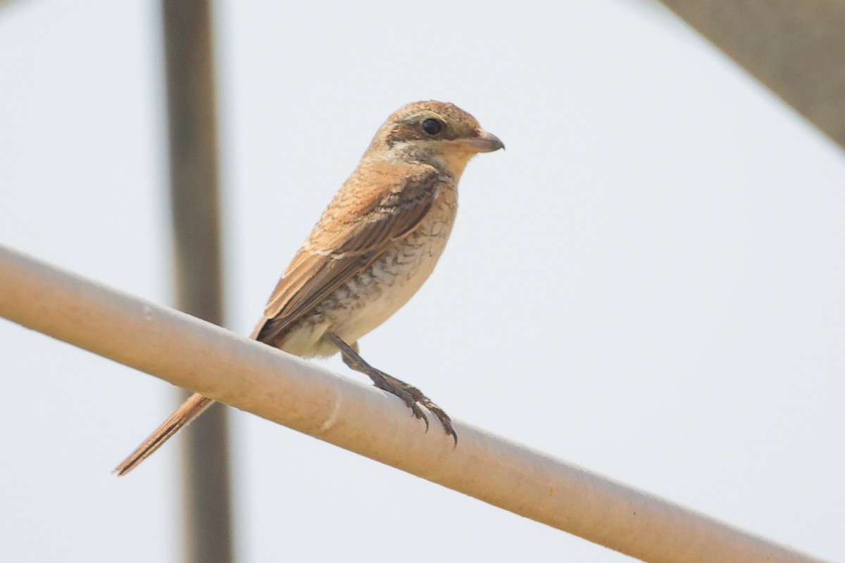 Pie-grièche écorcheur - ML645829629