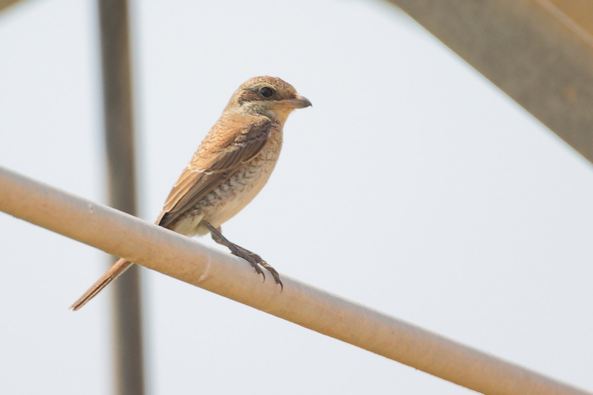 Pie-grièche écorcheur - ML645829630