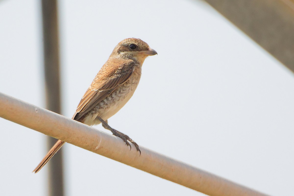 Pie-grièche écorcheur - ML645829631