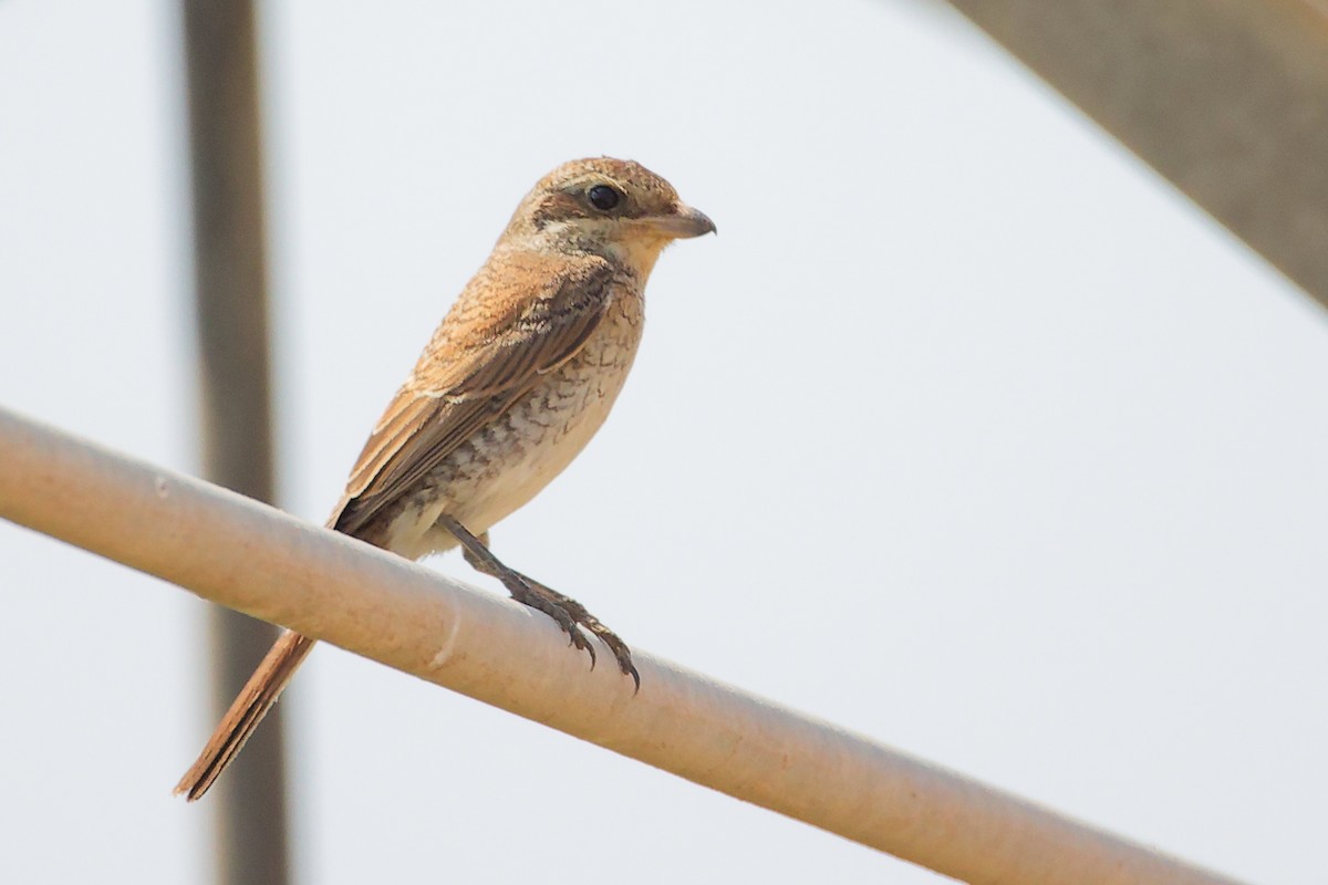 Pie-grièche écorcheur - ML645829632