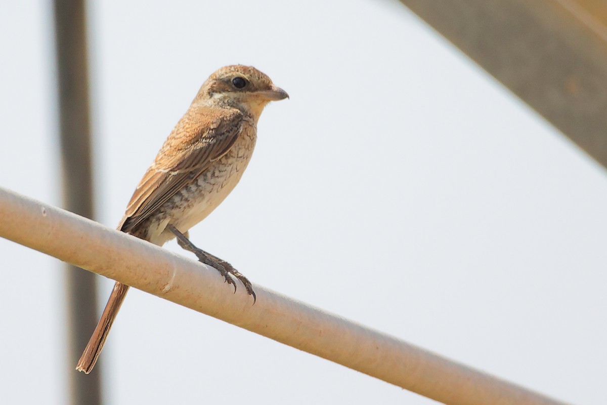 Pie-grièche écorcheur - ML645829633