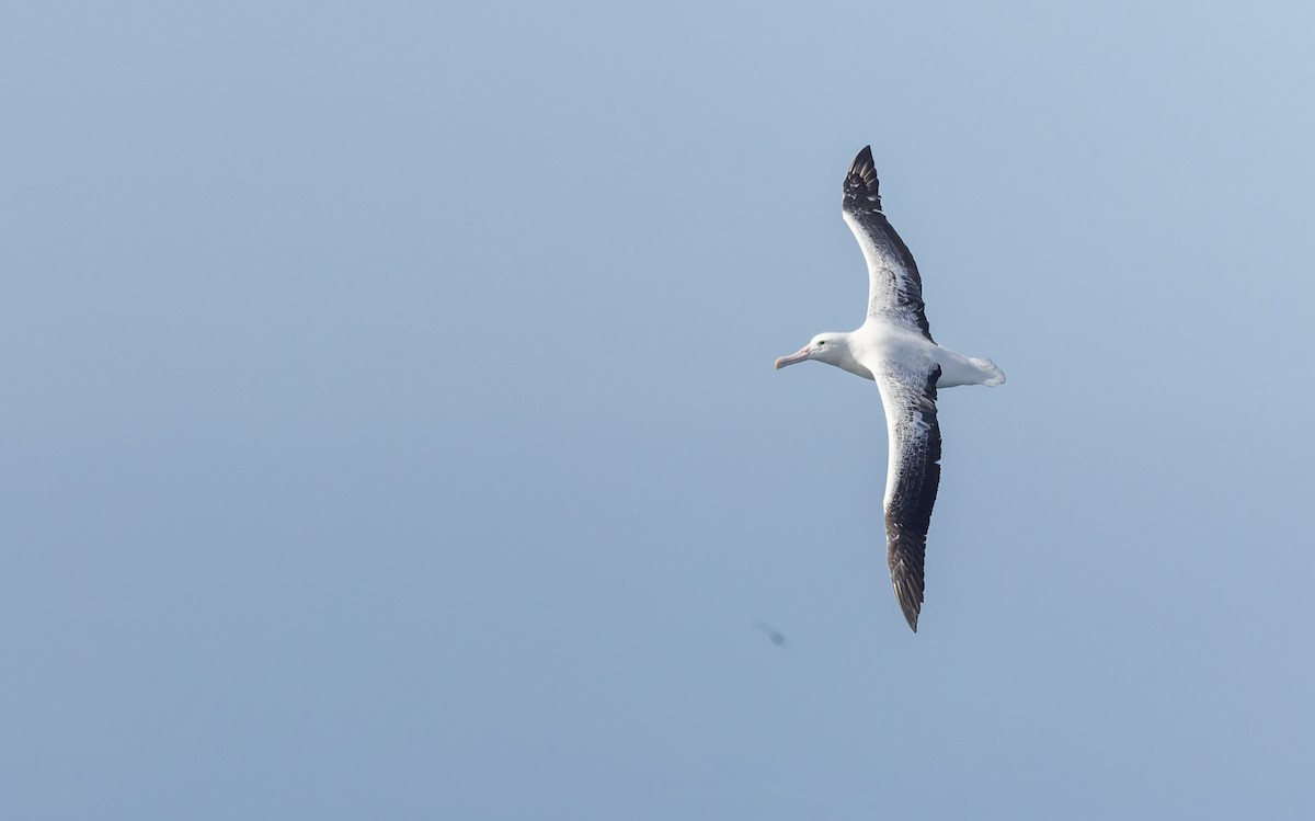 Albatros royal - ML645829634