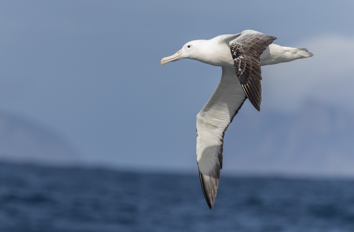 Southern Royal Albatross - ML645829635