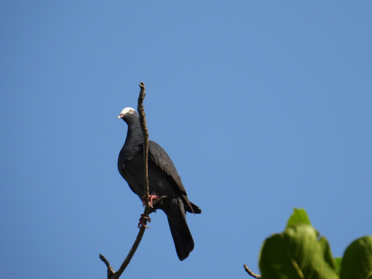 Pigeon à couronne blanche - ML645829636