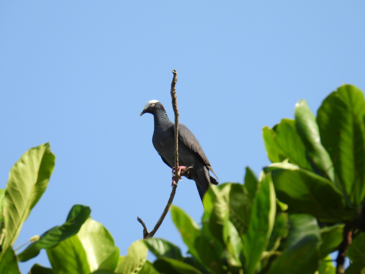White-crowned Pigeon - ML645829637