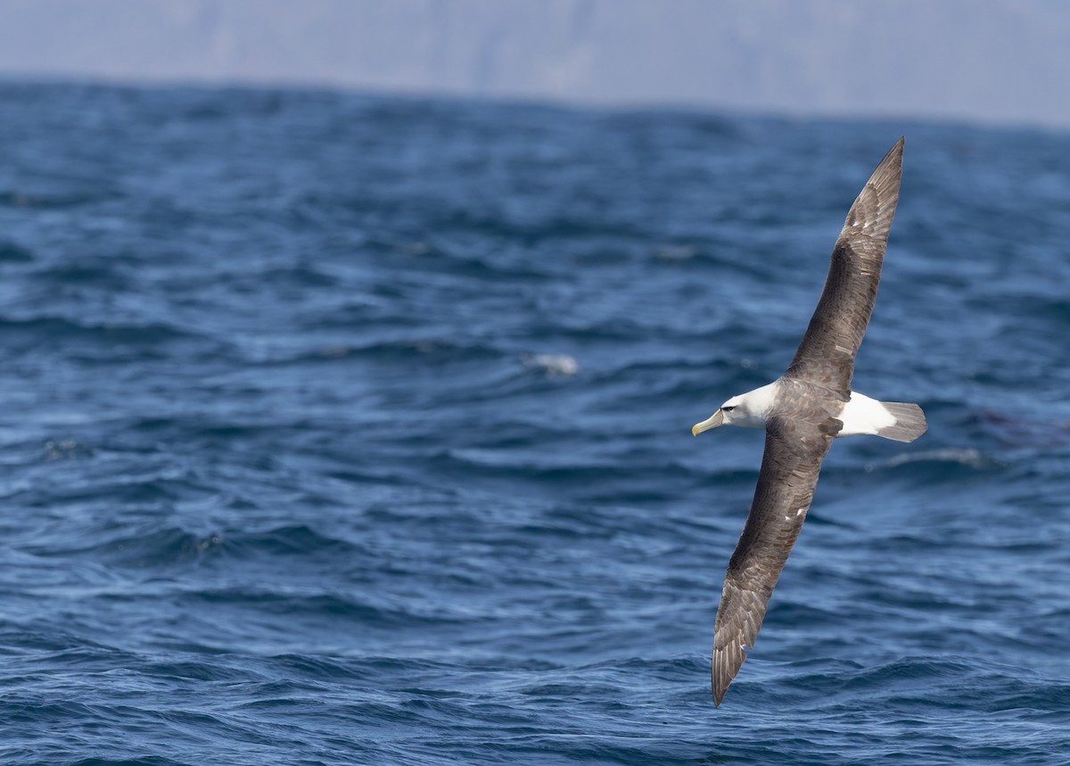 White-capped Albatross - ML645829646