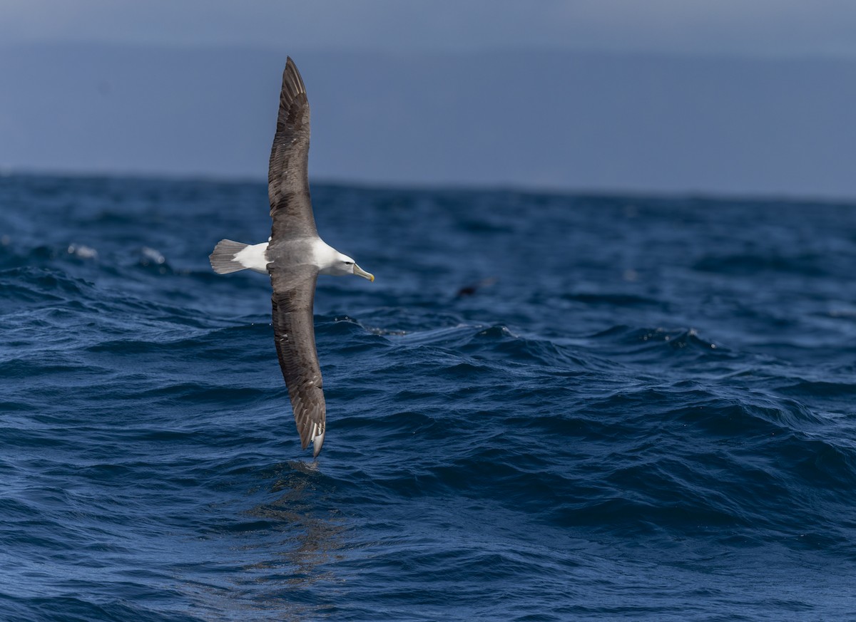 White-capped Albatross - ML645829647