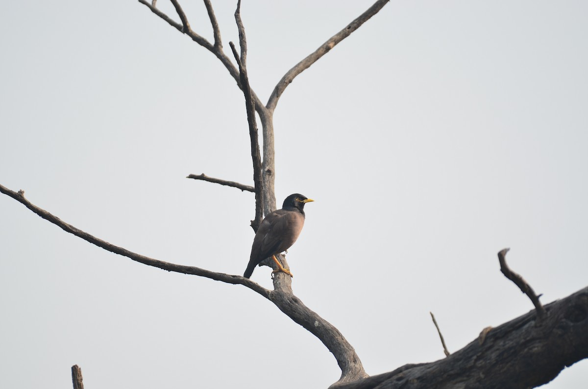 Common Myna - ML645829655