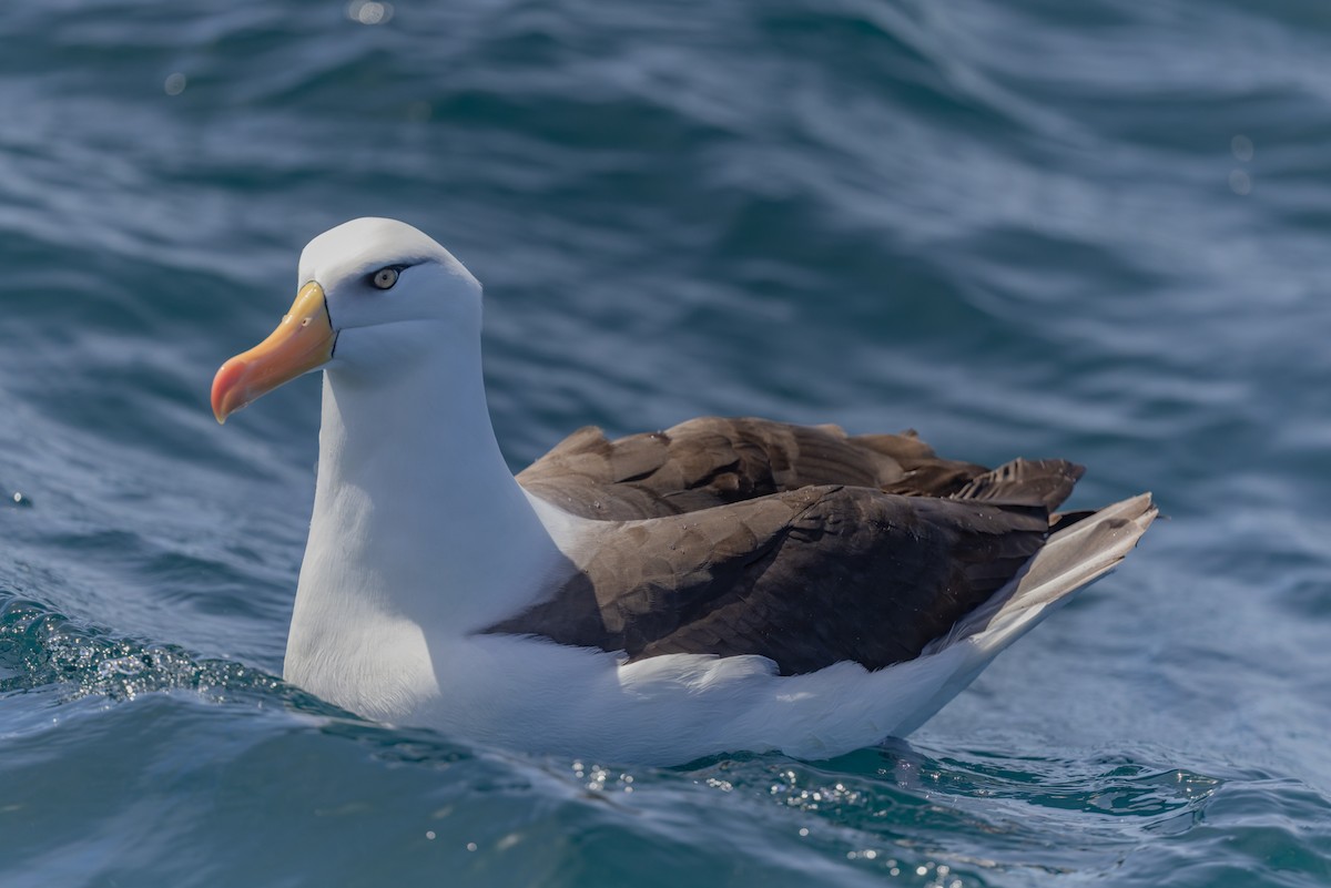 Black-browed Albatross - ML645829658