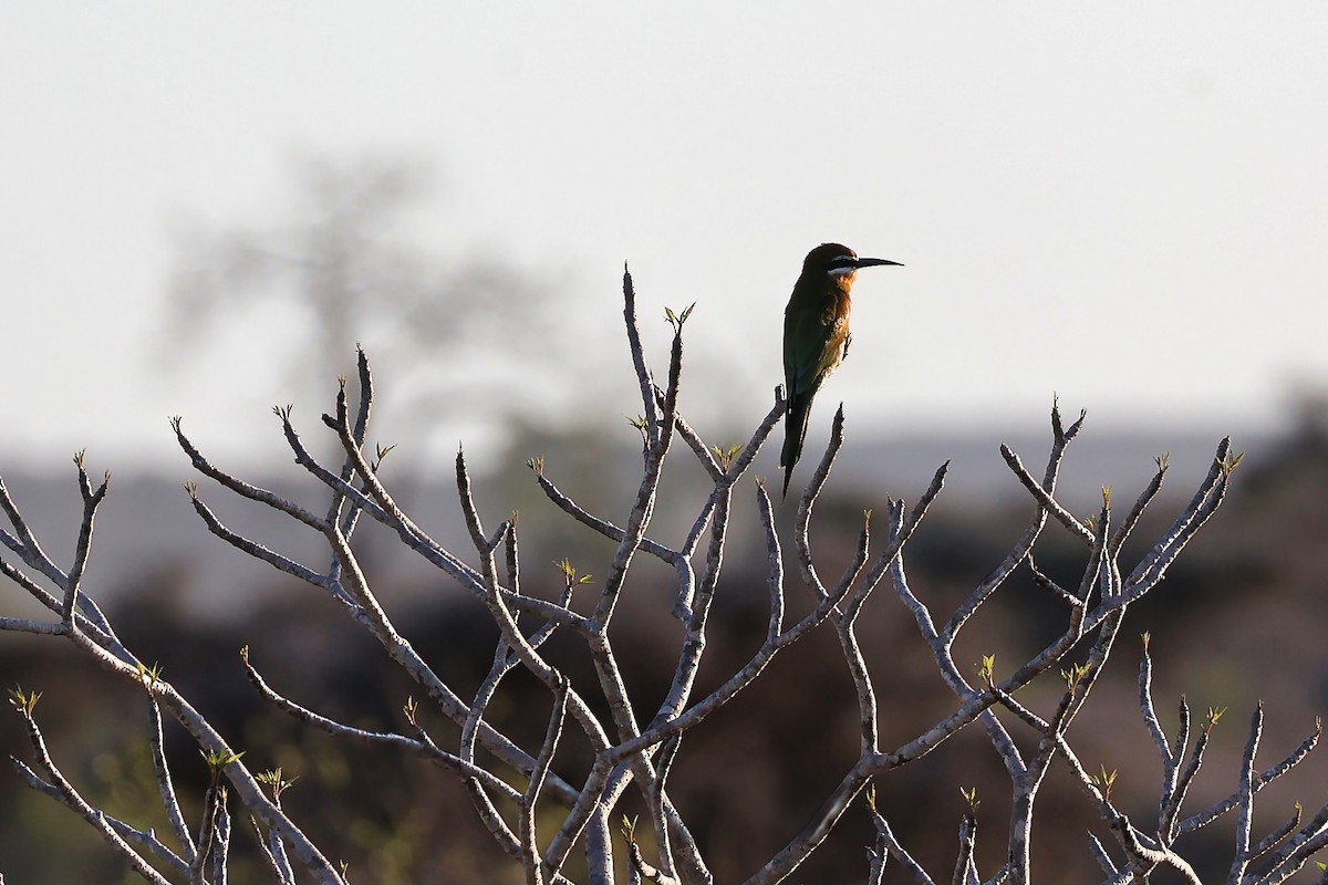 マダガスカルハチクイ - ML645829666
