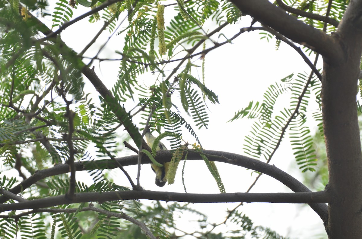 Purple Sunbird - ML645829667