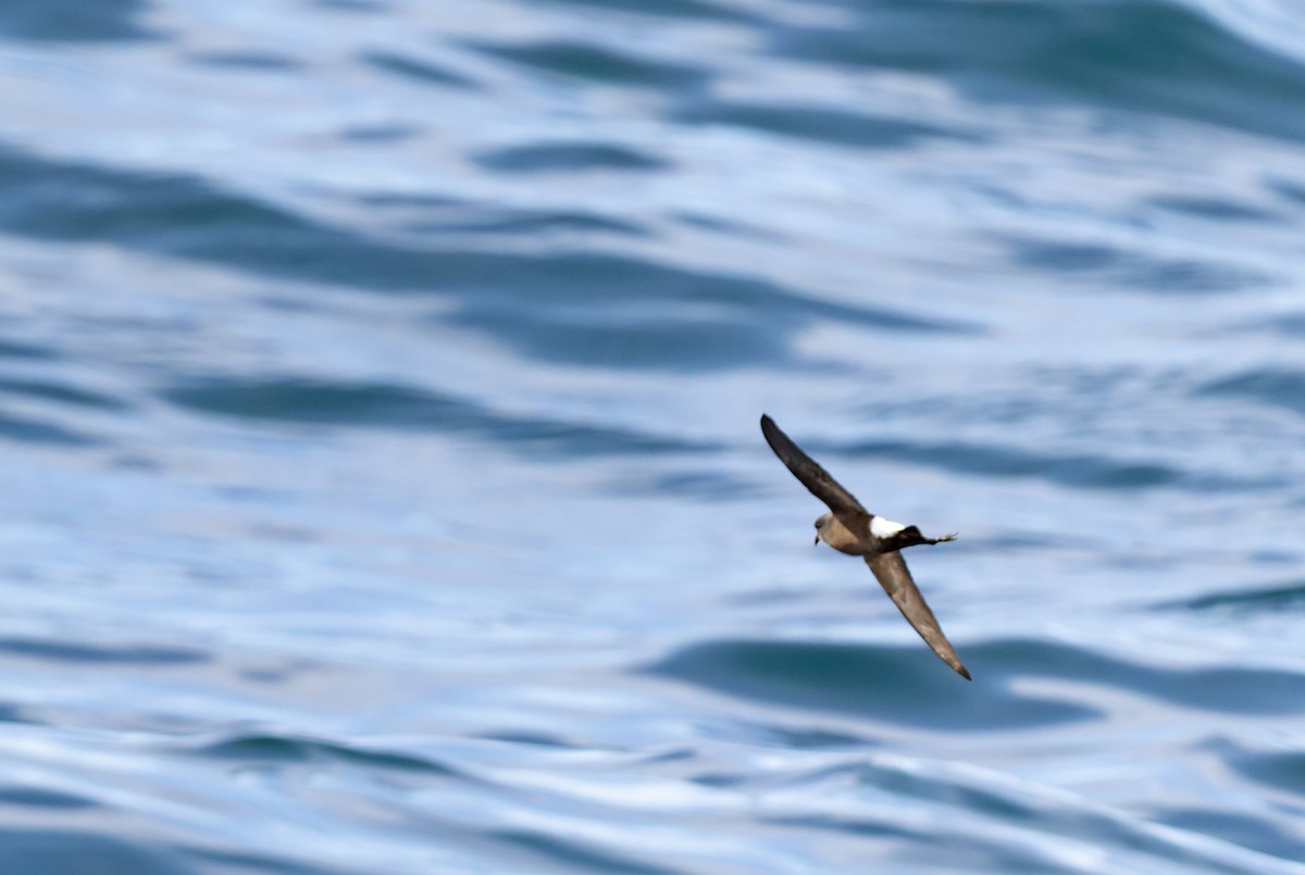 Wilson's Storm-Petrel - ML645829670