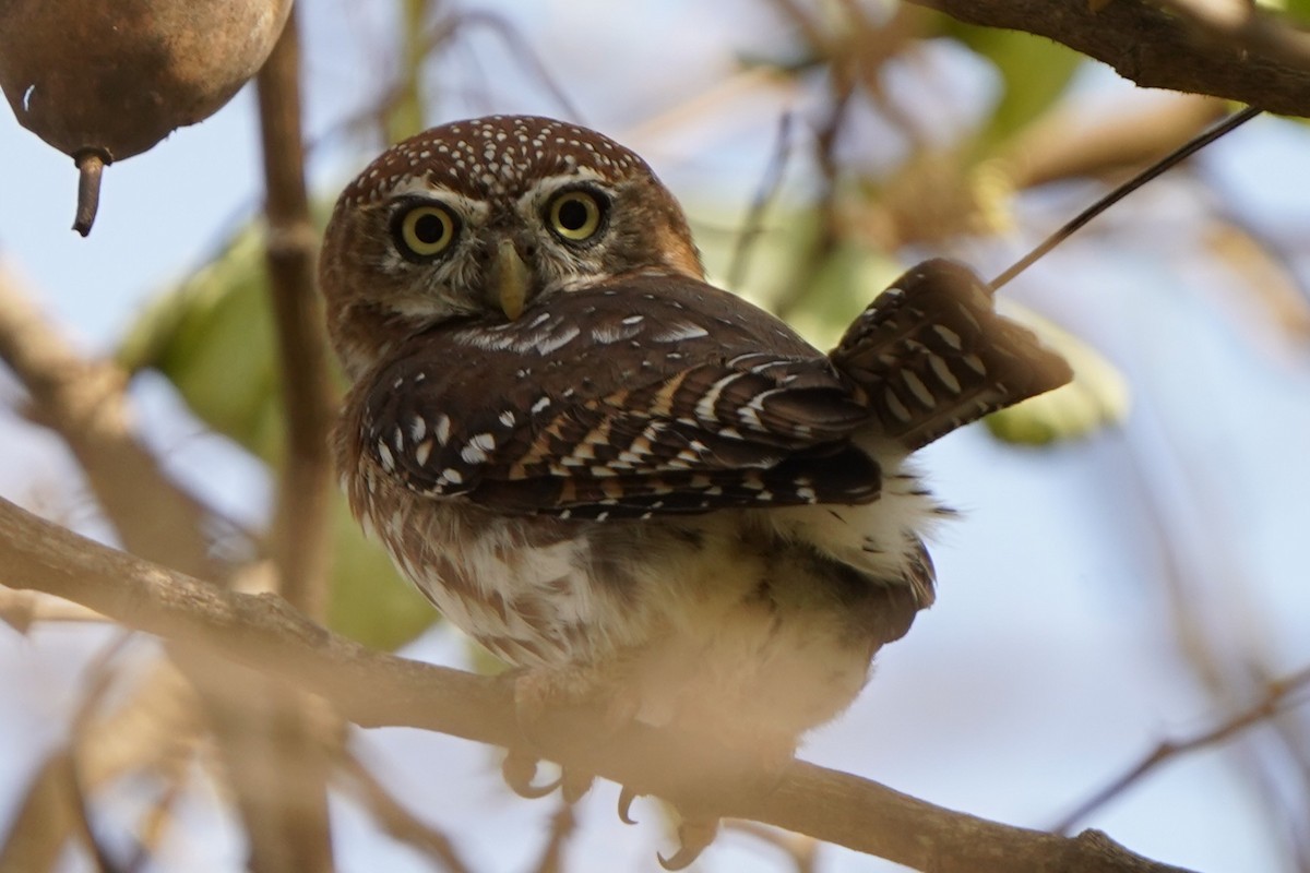 Pearl-spotted Owlet - ML645829676