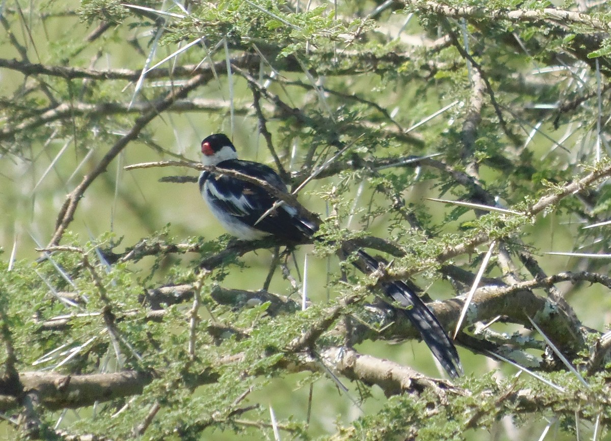 Pin-tailed Whydah - ML645829677
