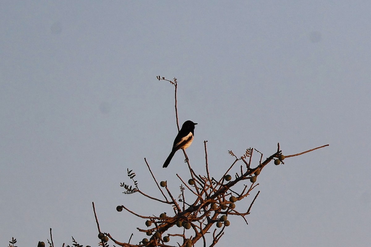 Madagascar Magpie-Robin - ML645829678