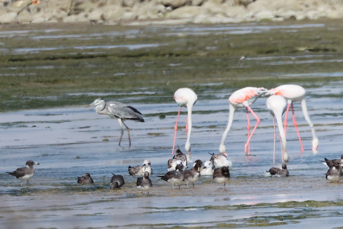 Flamenko handia - ML645829679