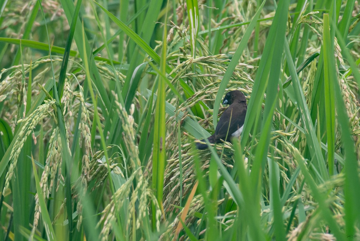 White-rumped Munia - ML645829680