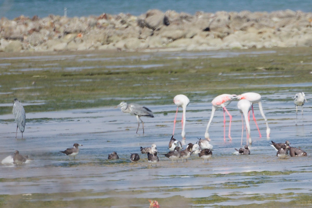 Flamenko handia - ML645829681