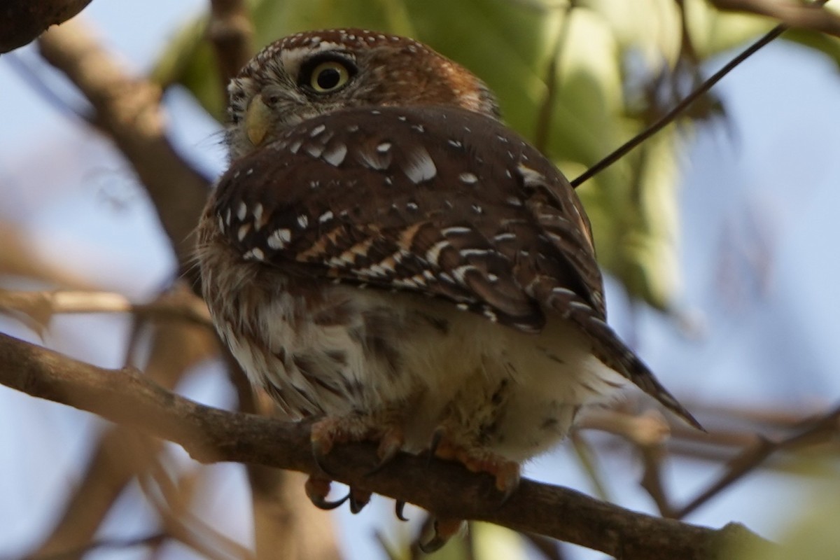 Pearl-spotted Owlet - ML645829682