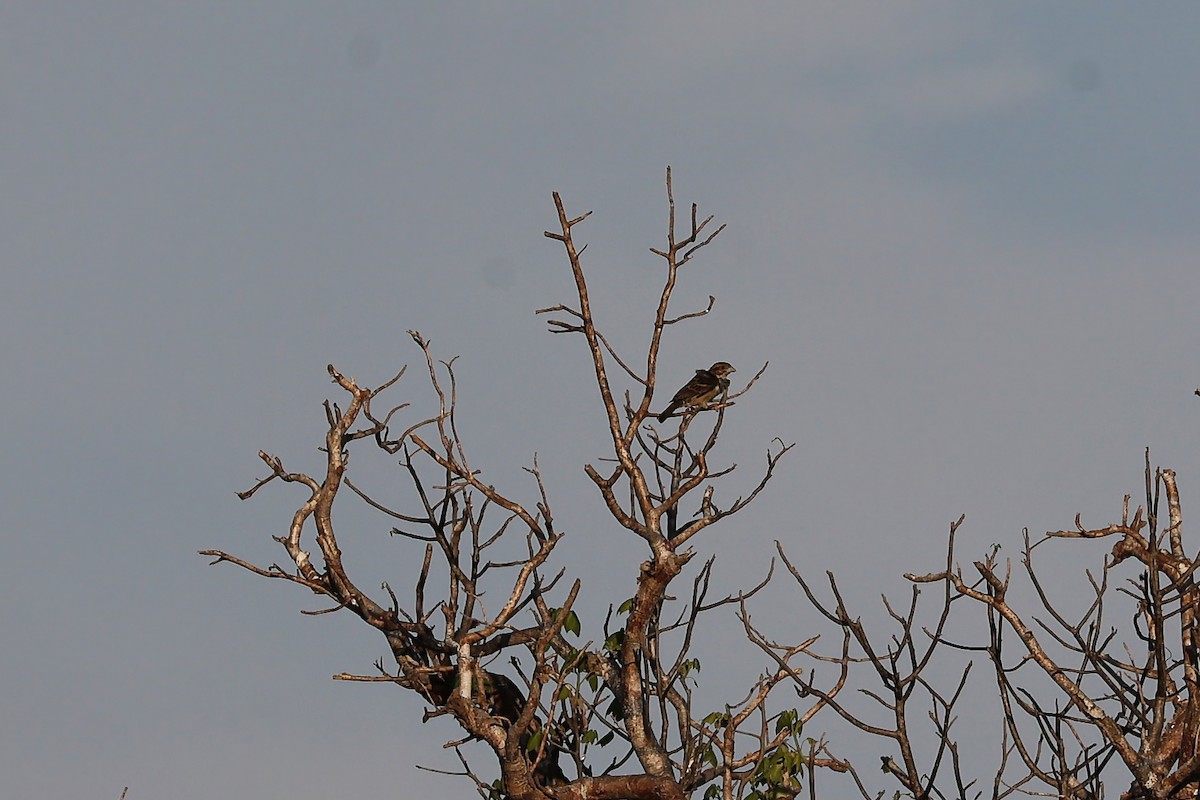 Sakalava Weaver - ML645829683