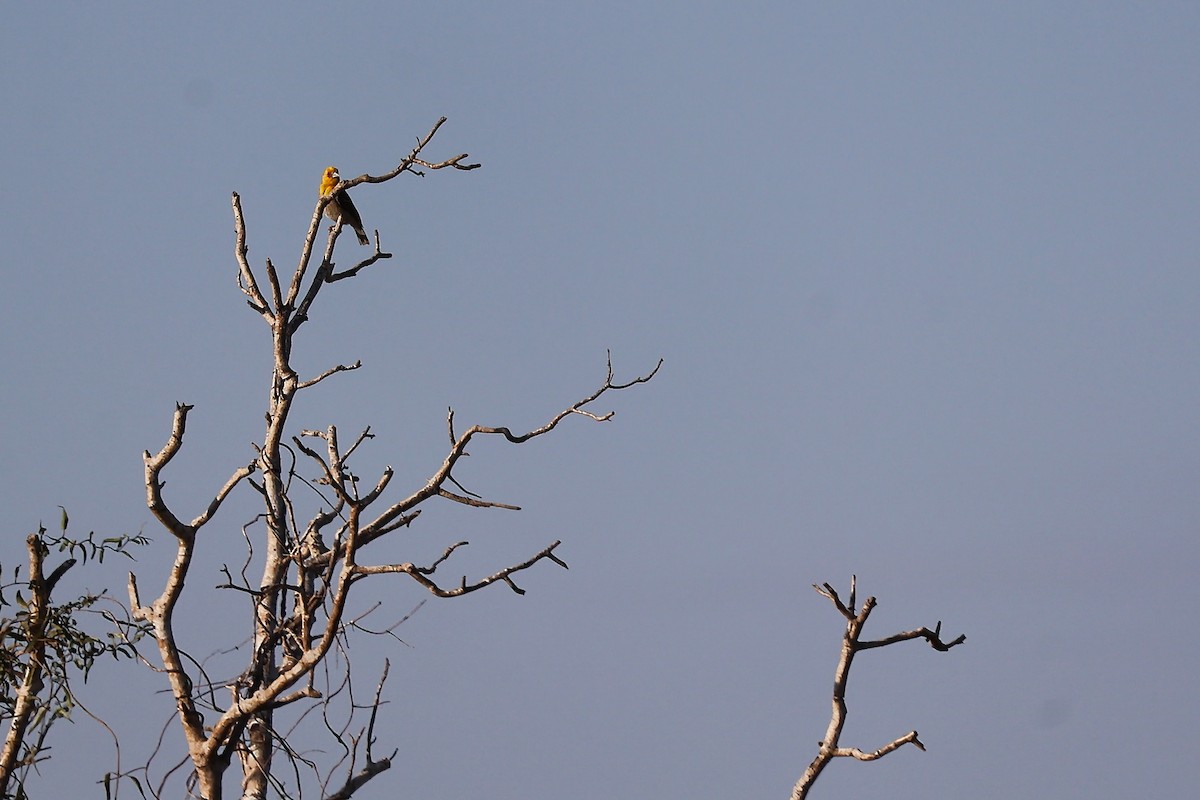 Sakalava Weaver - ML645829684