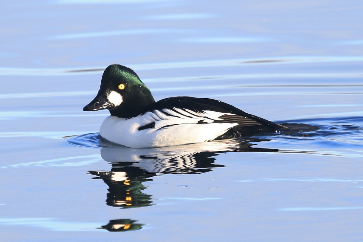 Murgilari urrebegia - ML645829685