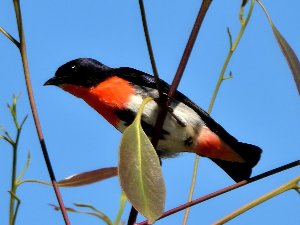 Mistletoebird - ML645829686