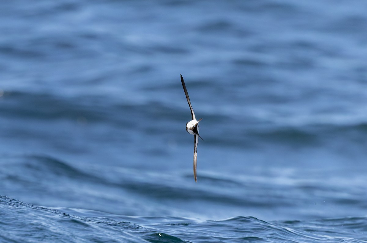 Ekaitz-txori azpibeltza - ML645829687