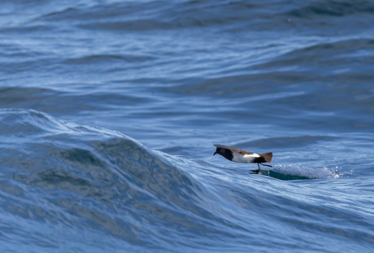 Ekaitz-txori azpibeltza - ML645829688