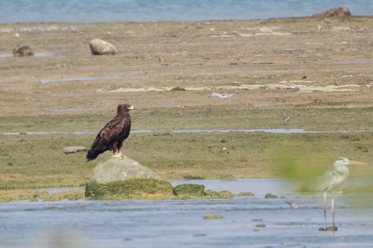 Arrano pikarta - ML645829689