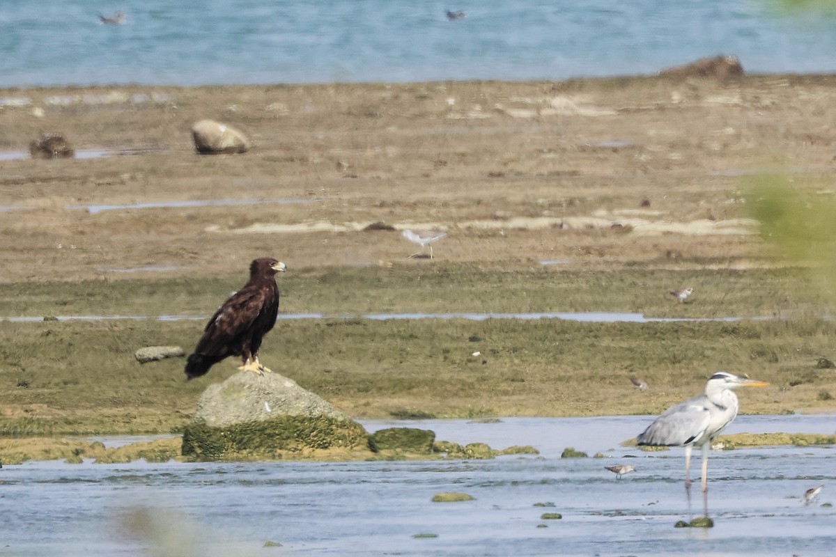 Arrano pikarta - ML645829690