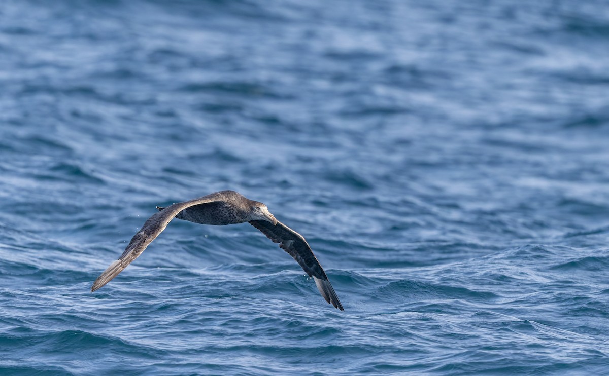 Petreltzar iluna - ML645829691