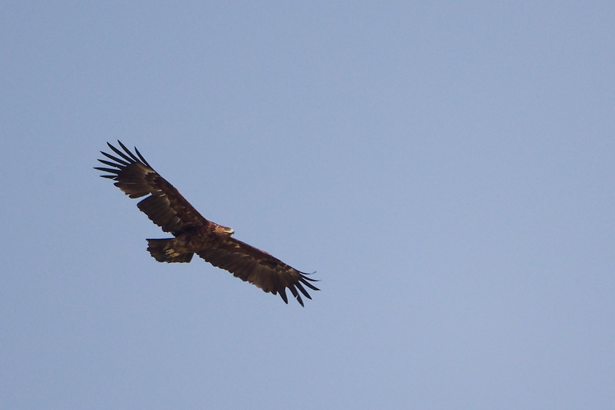 Arrano pikarta - ML645829692