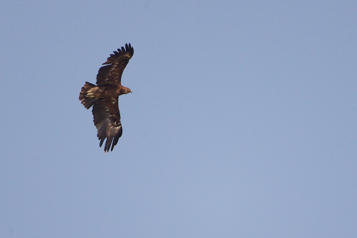 Arrano pikarta - ML645829693