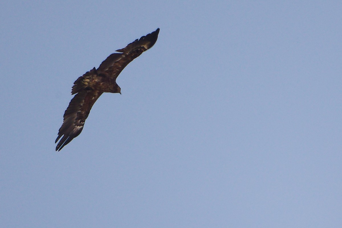 Arrano pikarta - ML645829694