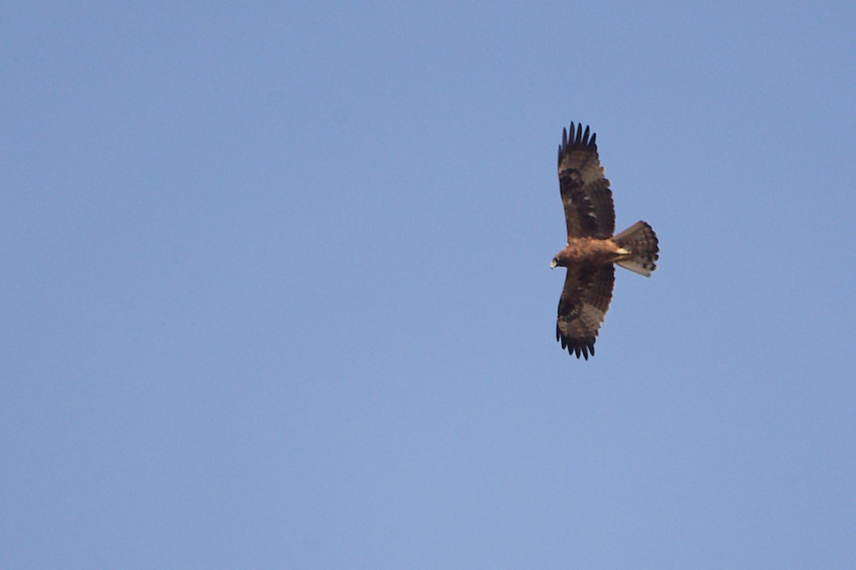 Arrano txikia - ML645829695