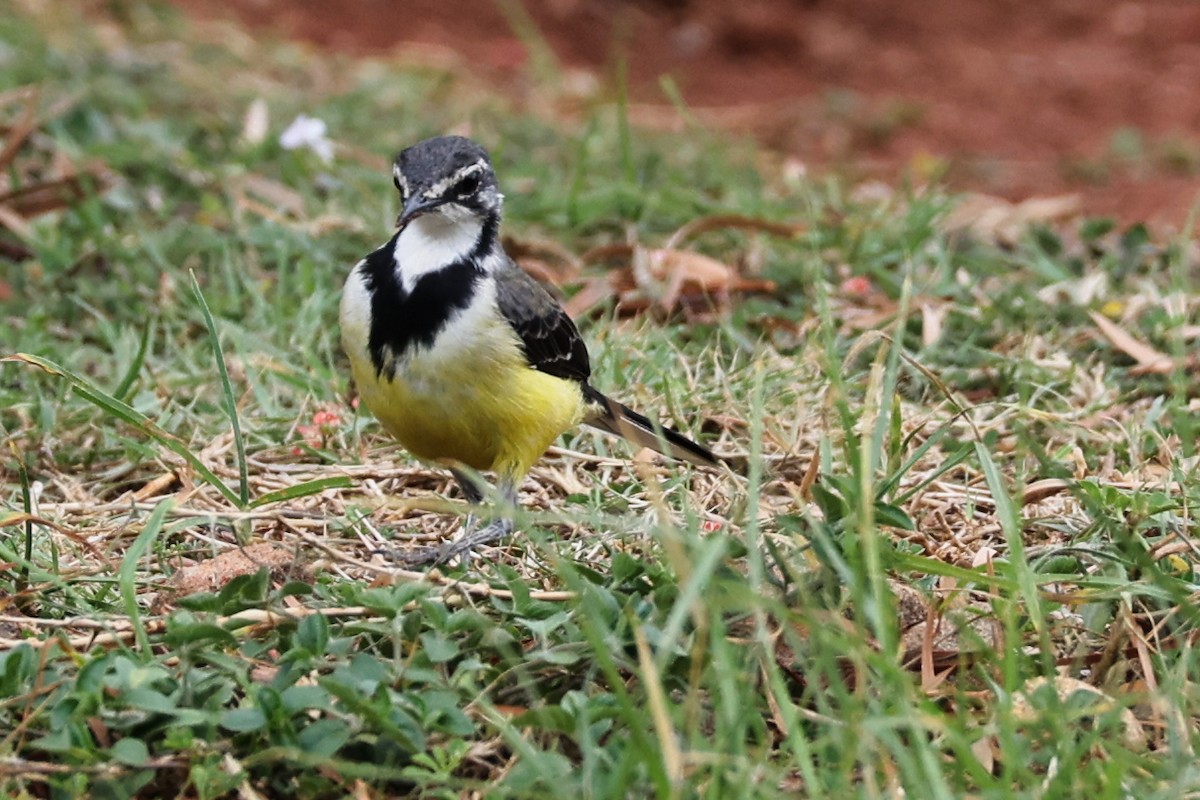 Buztanikara malgaxea - ML645829697