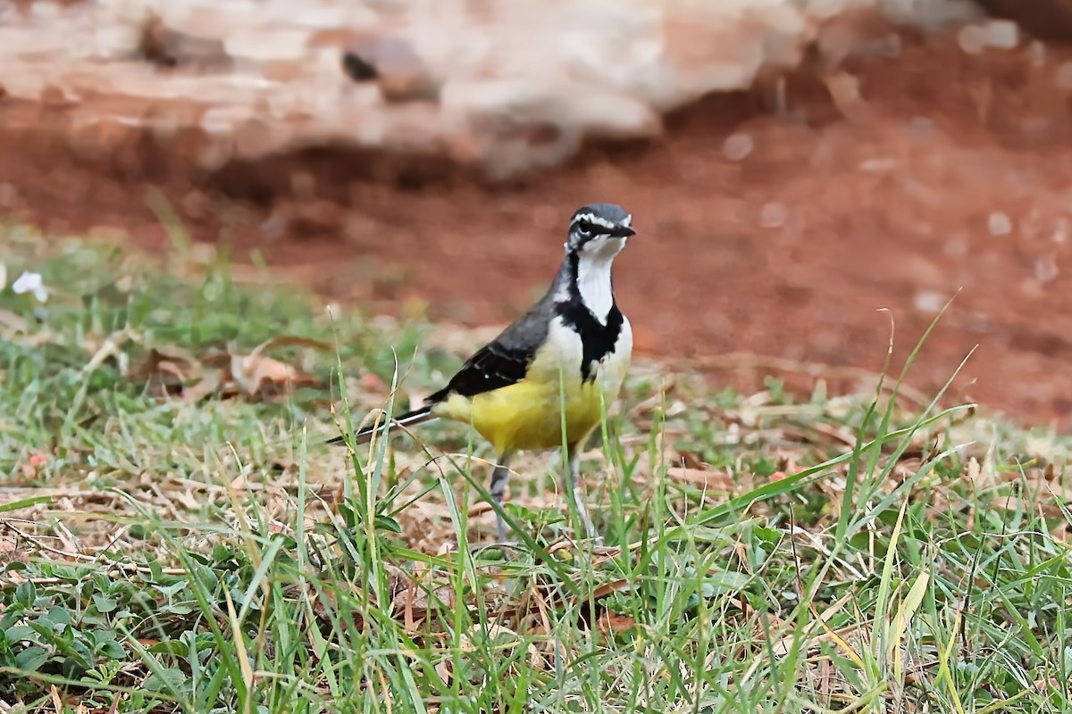 Buztanikara malgaxea - ML645829698