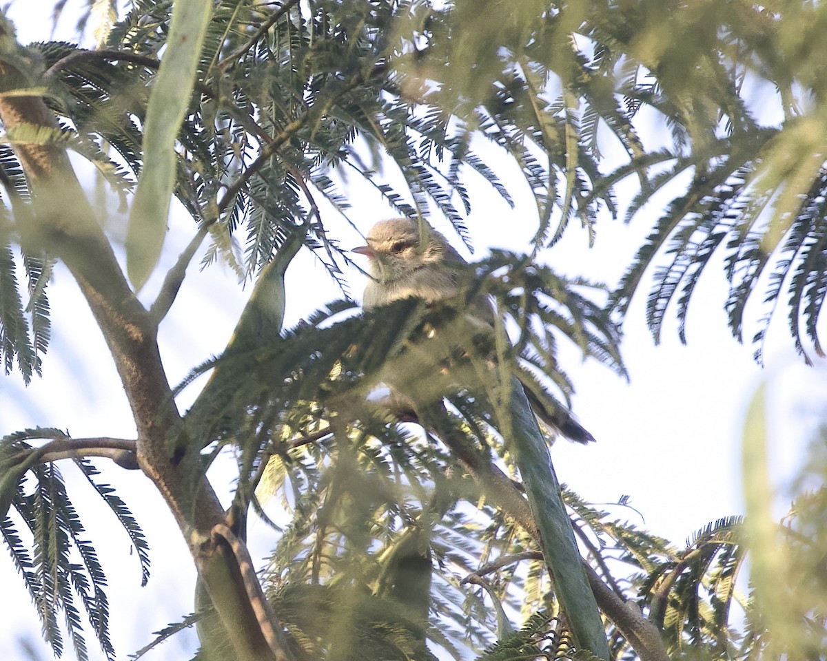 Buff-bellied Warbler - ML645829699