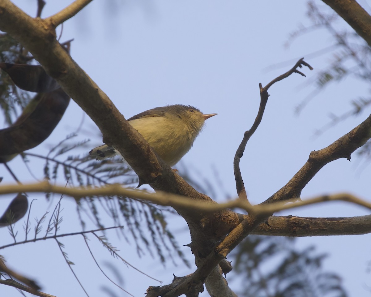 Buff-bellied Warbler - ML645829700