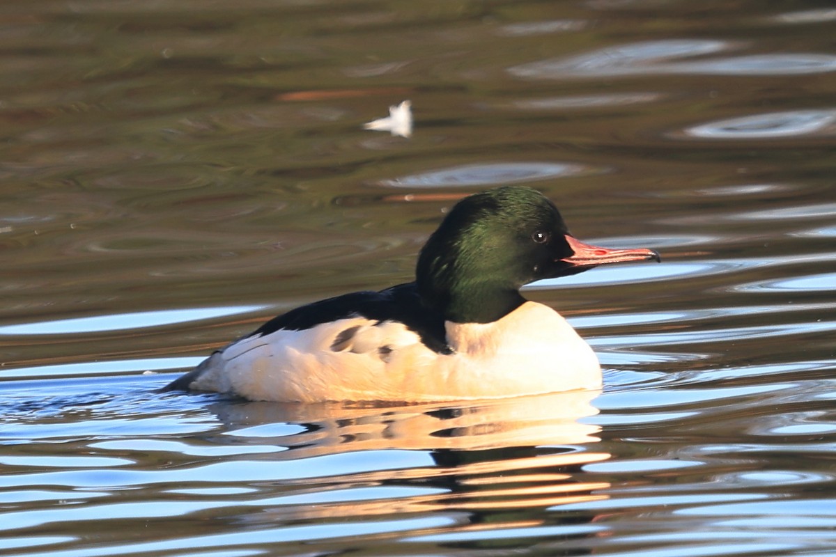 Zerra handia - ML645829710