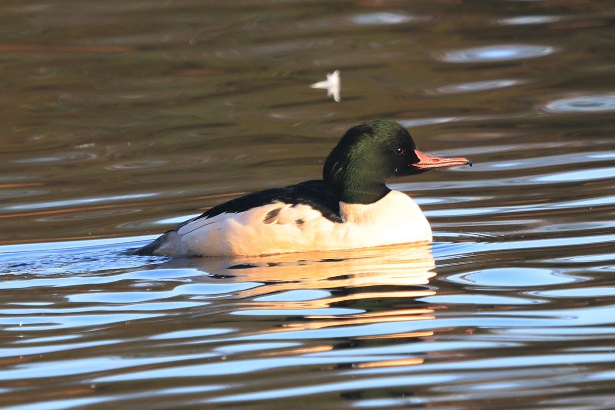 Zerra handia - ML645829711