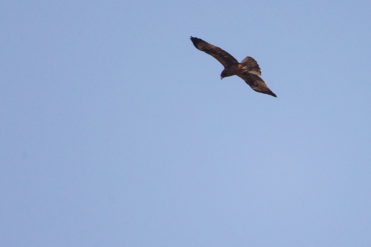 Arrano txikia - ML645829712