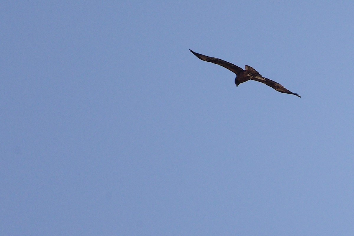 Arrano txikia - ML645829714