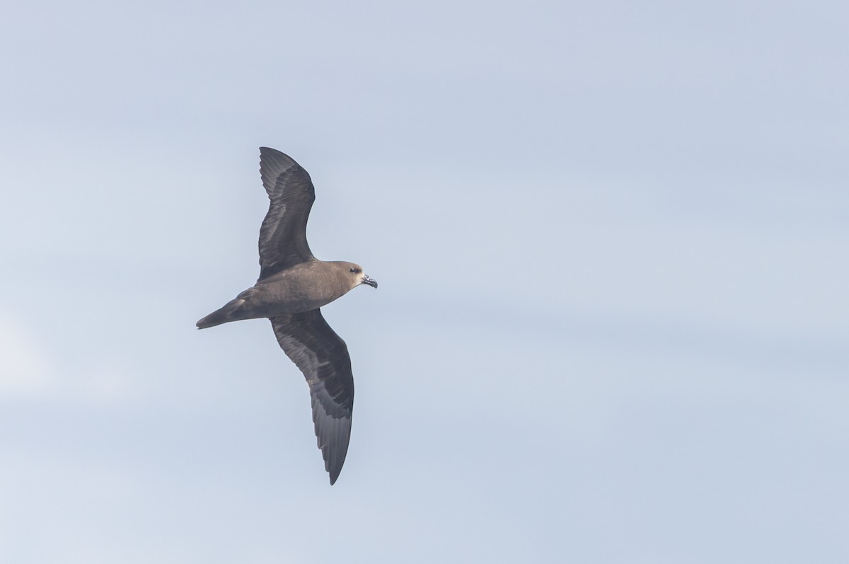 Brai musuzuria - ML645829715