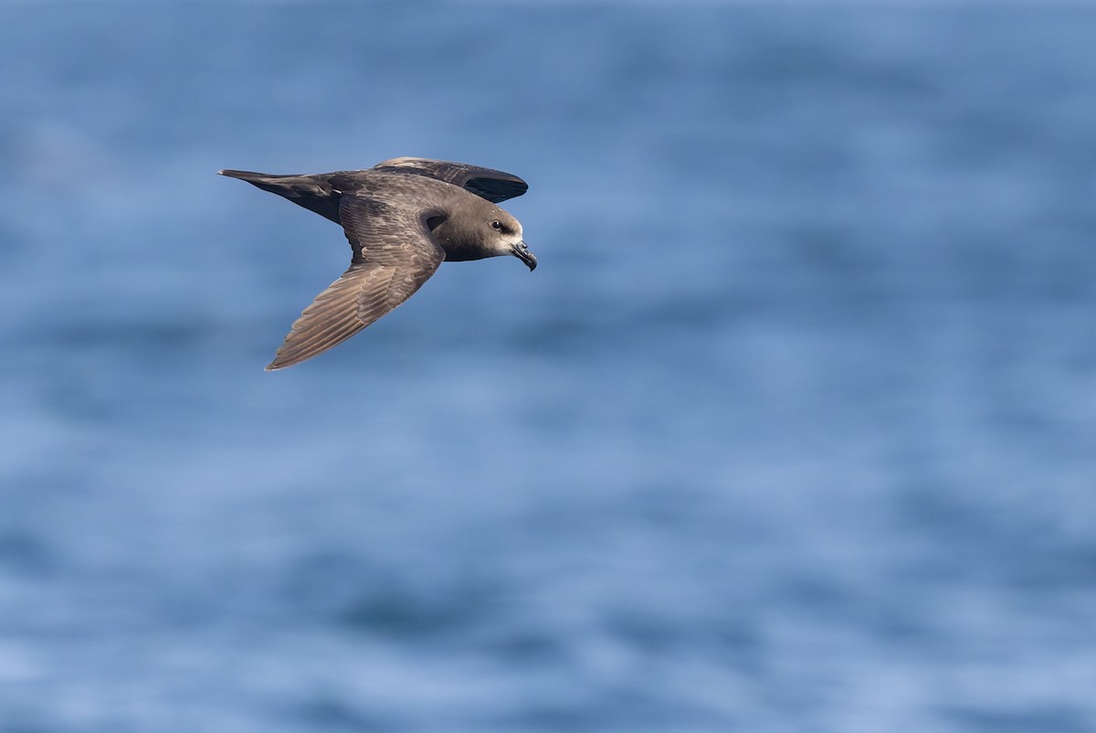 Gray-faced Petrel - ML645829716
