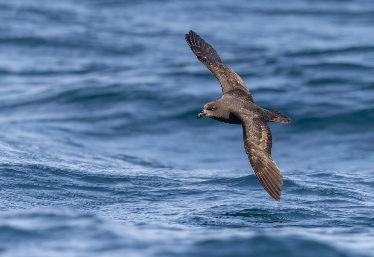 Gray-faced Petrel - ML645829717