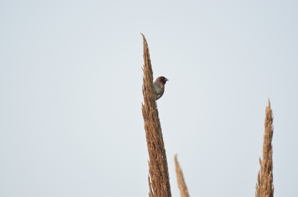 Scaly-breasted Munia - ML645829720
