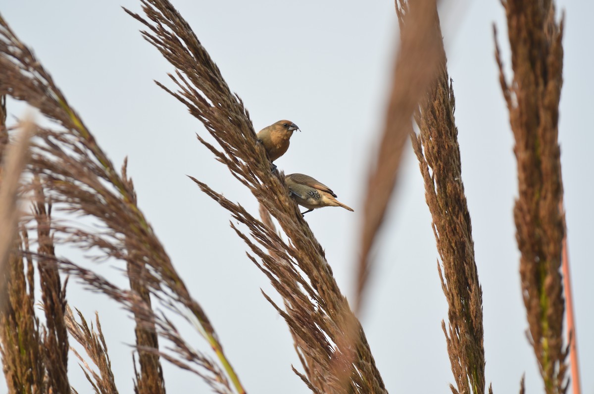 Scaly-breasted Munia - ML645829721