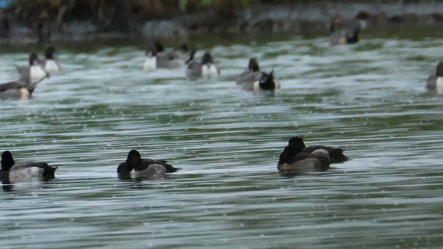 Tufted Duck - ML645829725
